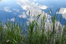 Beautiful Green Young Reeds Against The Background Of Clouds Reflected In The Water