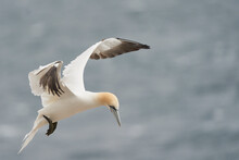 Gannet (Morus Bassanus) Coming In To Land At A Gannet Colony On Great Saltee Island Off The Coast Of Ireland.