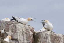 Gannets (Morus Bassanus) Squabbling In The Crowded Colony On The Cliffs Of Great Saltee Island Off The Coast Of Ireland.