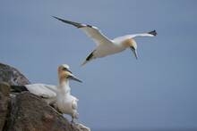 Gannet (Morus Bassanus) Coming In To Land At A Gannet Colony On Great Saltee Island Off The Coast Of Ireland.