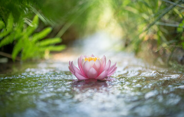 pink water lily or lotus flower with yellow heart on water