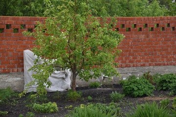 Wall Mural - Drops of spring rain in a green garden