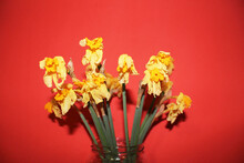 Withered Yellow Narcissus Stand In A Vase Against A Red Background, Close-up, Side View. Faded Flowers.