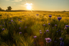 Goldenes Feld Mit Reifem Getreide Im Sommer Mit Kornblumen Im Vordergrund Und Wärmender Sonne, Im Sonnenuntergang