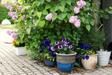 Small Garden At The Entrance To The House, Lilacs, Potted Pansies.