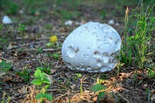 Edible Mushroom Puffball (Langermannia Gigantea).