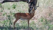 Male African Antelope Impala Hides In The Shade Of A Tree From The Scorching Sun Of The Savannah