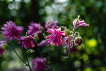 Pink Aquilegia Flowers On A Dark Background, Illuminated By Sunlight. Flowering Perennial Plant Aquilegia (Lat. Aquilegia) With Pink Flowers. Selective Focusing.