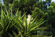 White blooming yucca flowers in nature