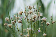 Closeup Of Dried Creeping Thistle Fluffy Seeds With Selective Focus On Foreground