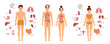 Human body anatomy structure. Male and female human organs: thyroid, heart, , kidneys, liver, lungs