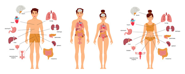 human body anatomy structure. male and female human organs: thyroid, heart, , kidneys, liver, lungs