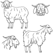 Fiber Goat Line Art Set