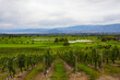 Kelowna vineyards. Vineyard landscape in British Columbia, Kelowna, Canada