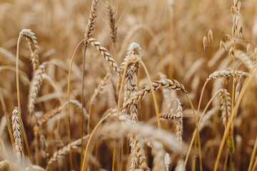 Wheat stems in evening field close up. Global hunger and food crisis. Summer grain harvest and rural life. Wheat crop field in Ukraine countryside. Ripe ears. Tranquility