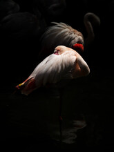 Resting Pink Flamingo On A Black Background
