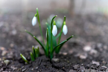 Symbol Of Spring Awakening. The First Spring Flowers Of Snowdrops