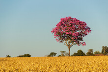 Ipê Roxo, Uma árvore Típica Do Cerrado Brasileiro. Handroanthus Impetiginosus. Foto Feita Na Rodovia Goiana BR-153.