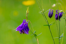 Selective Focus Of Blue Purple Flowers Of Aquilegia Vulgaris With Honey Bee, European Columbine Granny's Nightcap Granny's Bonnet Is A Species Of Columbine Native To Europe, Natural Floral Background.