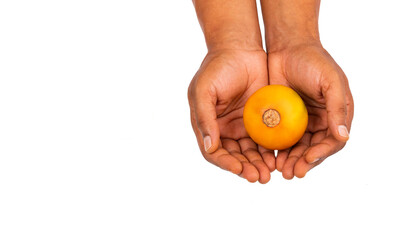 Wall Mural - Ripe tropical naranjilla in hands - Solanum quitoense