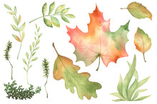 Watercolor Fall Clipart. Autumn Forest Plant, Maple And Oak Tree Leaf, Grass, Moss. Botanical Illustration. Isolated. For Card, Scrapbooking, Home Decor