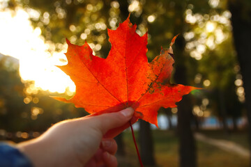 orange maple leaf in female hand on nature green park background. colorful maple leaves in the girl'