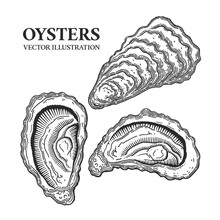 Oysters Engraving Black And White Vector Illustration. Hand Drawn Mollusks In Shells In A Vintage Style.