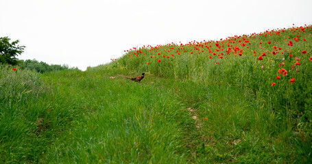 Wall Mural - Dirt road and field of blooming poppies