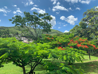 Wall Mural - Tropical vegetation in Venezuela (El Consejo, Aragua).