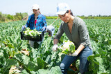 Asian woman farmer with knife picking fresh organic cauliflower cabbage in crates on farm
