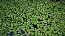 A Large Group Of Duckweed In A Small Pond