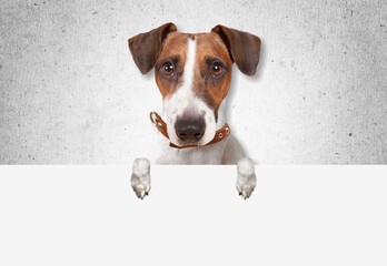 Sticker - Portrait of adorable, happy dog asks for food. Free space for text on background.