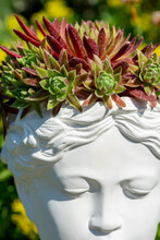 Venus Goddess Bust Planter Made Of Plaster With Growing Houseleek Or Sempervivum.