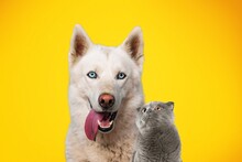 Happy Dog And Cute Cat On Pastel Background