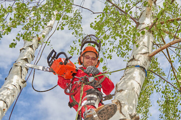 Wall Mural - Tree surgeon. Working with a chainsaw. Sawing wood with a chainsaw.