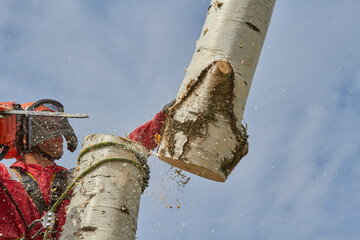 Poster - Tree surgeon. Working with a chainsaw. Sawing wood with a chainsaw.