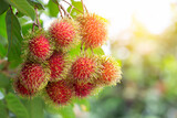 Thai Fruit, Rambutan on the tree in the garden and rambutan is a tropical fruit sweet taste
