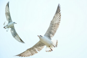 seagull in flight