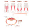 腹筋群の位置構造と重なり図説イラスト　正面と断面図
