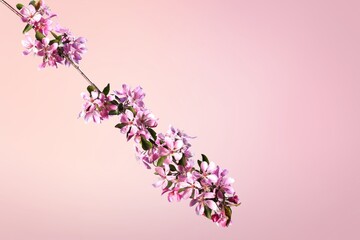 Poster - Single  blossom branch with white flowers. Blossom branch with flowers