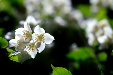 Poster - White petals of jasmin on tree