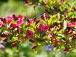Weigela florida, ornamental blooming bush, dense dark pink to reddish bell-shaped flowers over elliptical green and serrated leaves on arching branches decorating a garden hedge