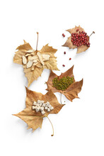 Red Bean, Mung Bean And Nuts On The Died Maple Leaves