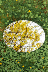 Wall Mural - nature, gardening and flora concept - forsythia bush with yellow flowers reflection in round mirror on ground in spring garden