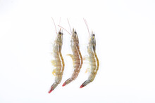 The Three Little Shrimps With White Background 