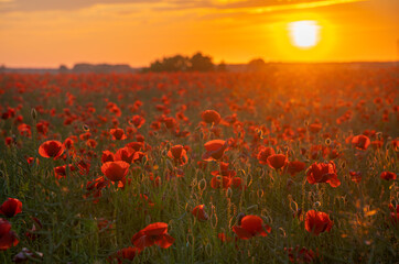Wall Mural - sunset over a field of wild poppies in blossom
