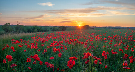 Wall Mural - sunset over a field of wild poppies in blossom