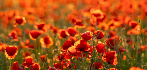 Wall Mural - red poppies in the golden light of the setting sun