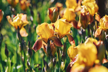 Yellow Irises In The Garden