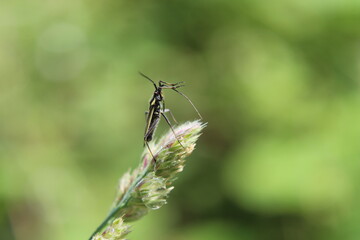 Wall Mural - dragonfly on a green leaf